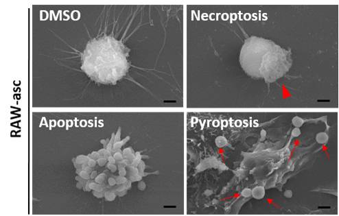 Science》子刊:阻止细胞焦亡的化学抑制剂