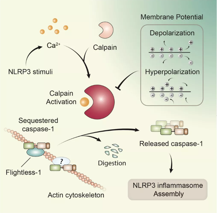 Cell Rep:膜电位在NLRP3炎症小体激活过程中的作用