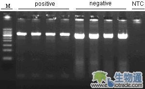 怎么了?从左往右:A样本、B样本、阴性对照的
