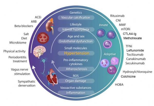 Therapeutic targeting of hypertension and inflammation: from a novel mechanism to a transformational perspective.
