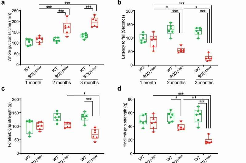Figure 1. SOD1<sup>G93A</sup> mice have slow intestinal mobility, decreased rotarod test time and grip strength during ALS progression. (a) SOD1<sup>G93A</sup> mice significantly increased gut transit time starting at 2-month-old compared to WT mice. In age-matched WT and SOD1<sup>G93A</sup> mice, intestinal mobility was tested using Evans blue marker (5% Evans blue, 5% gum Arabic in drinking water). (Data are expressed as mean ± SD. n = 6, two-way ANOVA test, ***P < .001, adjusted by the Tukey method). (b) Starting at 2-month-old, SOD1<sup>G93A</sup> mice had significant reduced rotarod test time compared to WT mice. (Data are expressed as mean ± SD. n = 6, two-way ANOVA test, *P < .05, **P < .01, ***P < .001, adjusted by the Tukey method). (c) Forelimb grip strength in WT and SOD1<sup>G93A</sup> mice at different time points and (d) Hindlimb grip strength in WT and SOD1<sup>G93A</sup> mice at different time points. (Data are expressed as mean ± SD. n = 6, two-way ANOVA test, *P < .05, **P < .01, ***P < .001, adjusted by the Tukey method). (e) At the age of 2 months old, the expression of SMMHC protein started to decrease while the expression of GFAP protein started to increase in age matched SOD1<sup>G93A</sup> mice compared to WT mice, and (f) and (g) Quantification for the expression of SMMHC and GFAP proteins in different time points. (Data are expressed as mean ± SD. n = 6, Kruskal-Wallis test with pairwise comparisons using Wilcoxon rank sum exact test, *P < .05, ***P < .01, ***P < .001 adjusted by the FDR method). Credit: <i>Gut Microbes</i> (2021). DOI: 10.1080/19490976.2021.1996848 Could there be a link between the enteric neurons, gut microbiome and ALS?