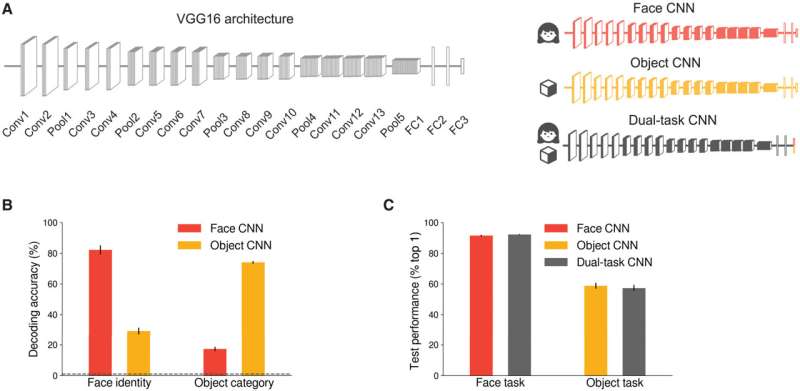 The spontaneous emergence of brain-like functional specialization in neural networks