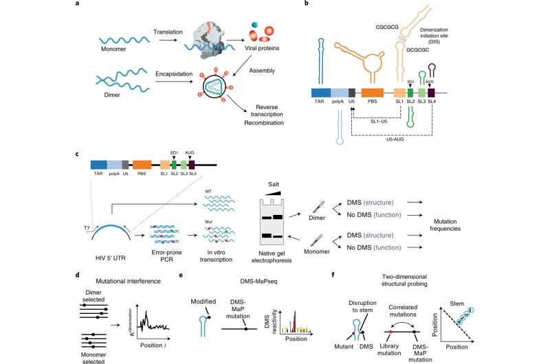 Uncovering the HIV life cycle