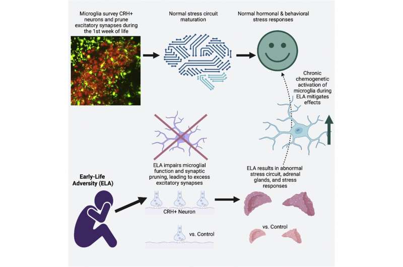 Graphical abstract. <i>Cell Reports</i> (2022). DOI: 10.1016/j.celrep.2022.110600 Study links early life adversity, microglia dysfunction, to aberrant adult stress responses, mental illness
