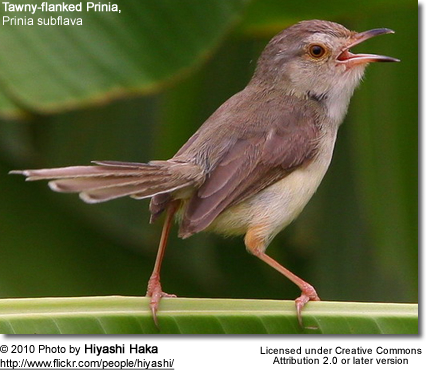 PlainPrinia2_5SbzWDZiqS.jpg PlainPrinia2_5SbzWDZiqS.jpg