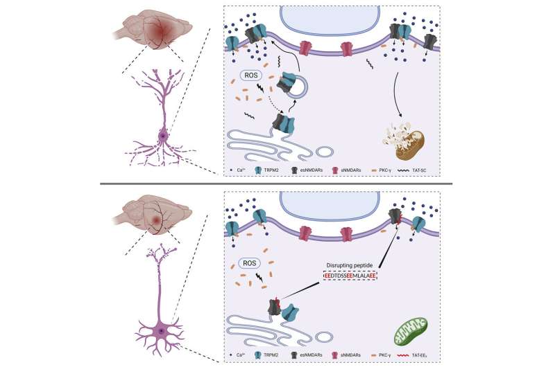 Graphical abstract. Credit: <i>Neuron</i> (2022). DOI: 10.1016/j.neuron.2022.03.021 Novel technology provides new path to prevent neuronal death due to stroke