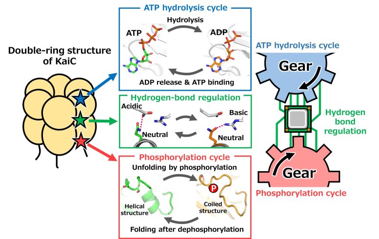 Cooperative Motion of Two Gears Rotating in KaiC