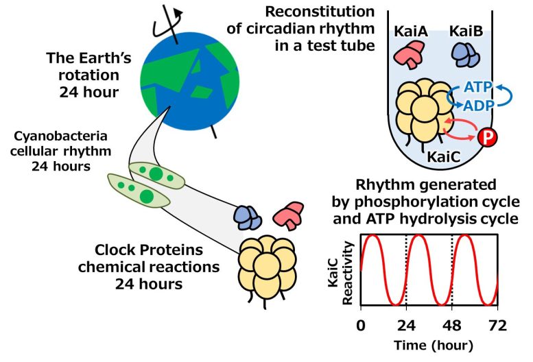 Clock Proteins Generating Cyanobacterial Circadian Rhythms