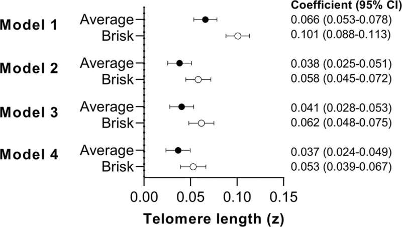 Fig. 1: Associations between self-reported walking pace and LTL. Data presented as β-coefficient (95% CI) for “average” (n?=?212,032) and “brisk” (n?=?166,641) walking pace relative to “slow” (26,804) walking pace (reference). Model 1: adjusted for age, sex, ethnicity, white blood cell count. Model 2: model 1 additionally adjusted for education level, employment status, Townsend index of deprivation, fruit and vegetable intake, processed and red meat intake, oily fish intake, regularity of adding salt to food, alcohol intake, smoking status, average sleep duration, blood pressure or cholesterol medication use, diabetes diagnosis or insulin prescription, mobility limitation, and prevalent cardiovascular disease and prevalent cancer. Model 3: model 2 additionally adjusted for total physical activity volume (MET-min/week). Model 4: model 3 additionally adjusted for body mass index. Credit: <i>Communications Biology</i> (2022). DOI: 10.1038/s42003-022-03323-x Stop the clocks: Brisk walking may slow biological aging process