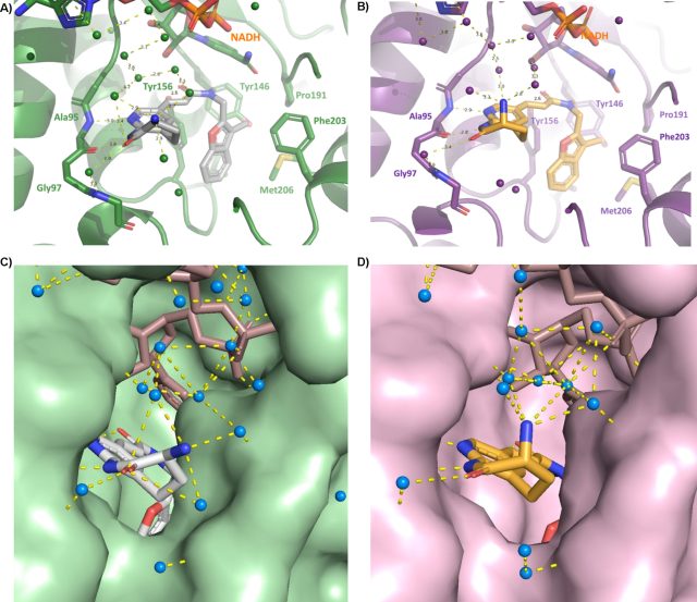Scientists develop new antibiotic molecule that kills several superbugs