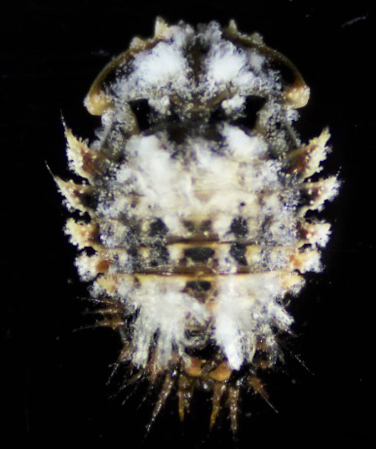 Beetle pupa covered in white fungus
