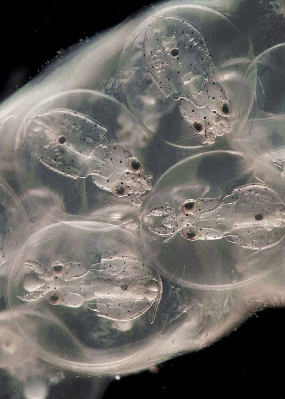 Four squid embryos in their egg sac. These are the squid species Doryteuthis pealeii.