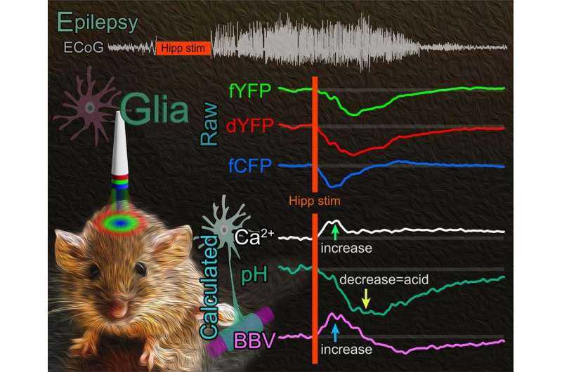 Optically analyzing local brain environment: astrocytes' acid response in epileptic mice
