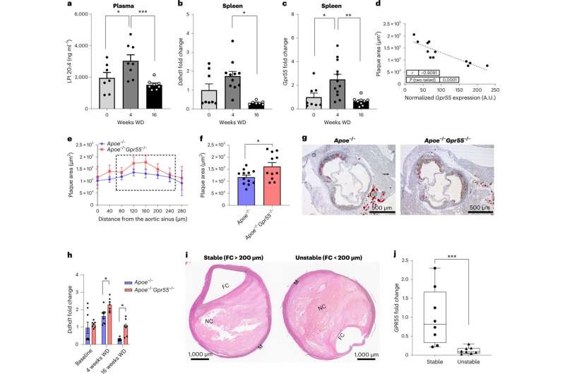 Regulation and function of GPR55 signaling in atherosclerosis. a–d, Plasma, spleens and aortic roots were collected from Apoe<sup>?/?</sup> mice at baseline or after 4?weeks and 16?weeks of WD to determine LPI plasma concentrations (n?=?7–8; *P?=?0.05 and ***P?=?0.0042) (a) or relative splenic mRNA expression of the gene encoding the LPI-synthesizing enzyme DDHD1 (n?=?7–11; P?=?0.0018) and the LPI receptor GPR55 (n?=?7–12; *P?=?0.019 and **P?=?0.0028) (b,c). d, Splenic Gpr55 mRNA expression values of the 4-week timepoint were plotted against the aortic root plaque areas of the same mice (n?=?12). e, Plaque area per aortic root section of female Apoe<sup>?/?</sup> and Apoe<sup>?/?</sup>Gpr55<sup>?/?</sup> mice after 4?weeks of WD (n?=?11–12 per group; *P?=?0.023). The dotted square indicates the sections used for calculating the average plaque area per animal shown in f. g, Representative Oil Red O stains of aortic roots after 4?weeks of WD. h, Splenic Ddhd1 mRNA expression of baseline, 4?weeks and 16?weeks WD Apoe<sup>?/?</sup> and Apoe<sup>?/?</sup>Gpr55<sup>?/?</sup> mice (for baseline n?=?7–9; for 4?weeks n?=?6–8 and *P?=?0.04; and for 16?weeks n?=?6–7 and *P?=?0.035). i, Representative pictures of human stable and unstable plaques (obtained from the Munich Vascular Biobank; shown is one of the eight samples evaluated). j, Human GPR55 mRNA expression evaluated by qPCR in stable versus unstable/ruptured carotid artery plaque corrected by RPLPO used as housekeeping control (***P?=?0.0006). The box plot shows the minimum to maximum value, and each dot represents one patient. Mouse data shown in a–f were combined from three independent experiments. Each dot represents one biologically independent mouse sample. All data are shown as mean ± s.e.m. Two-sided unpaired Student’s t-test or one-way ANOVA followed by post hoc Newman–Keuls multiple comparison test was used to determine the significant differences. Bivariate correlation was analyzed by Spearman’s rank correlation test. A.U., arbitrary units; FC, fibrous cap; M, media; NC, necrotic core. Credit: <i>Nature Cardiovascular Research</i> (2022). DOI: 10.1038/s44161-022-00155-0 Atherosclerosis: How the body controls the activity of B cells