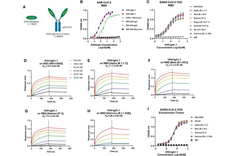 Binding of VHH-IgA1.1 to spike proteins of SARS-CoV-2 and VOC. (A) Illustration of VHH engineering from monomer into IgG or IgA-Fc fusions. (B) Comparison of VHH1.1 monomer, VHH-IgG1.1 and VHH-IgA1.1 binding with SARS-CoV-2 RBD domain in ELISA. (C) ELISA binding of VHH-IgA1.1 with RBD and soluble ectodomain trimer (I) generated from indicated SARS-CoV-2 VOC strains. (D–H) Affinity measurements of VHH-IgA1.1 against RBD of SARS-CoV-2 VOC were conducted using bio-layer interferometry. Data is plotted as the average ± SD from at least 3 independent experiments. Credit: <i>Frontiers in Immunology</i> (2022). DOI: 10.3389/fimmu.2022.995412 Nanobody treatment shows promise for SARS-CoV-2 infection