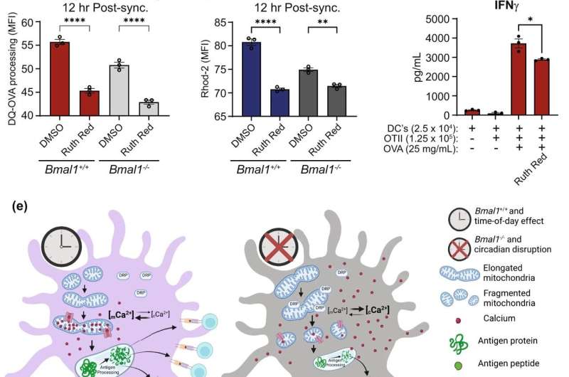 Circadian variation in mitochondrial calcium and antigen processing is directed via control of the mitochondrial calcium uniporter. <b>a</b> Spleens were isolated from WT mice at ZT 1, 7, 13 and 19. CD11c<sup>+</sup> cells were isolated and mRNA analyszd by qPCR. Circadian analysis was performed using Metacycle and cycMethod set to “JTK”. <i>P</i> value for each gene is specified on the graph. (<i>n</i>?=?3 mice) (<b>b, c</b>) <i>Bmal1</i><sup>+/+</sup> and <i>Bmal1</i><sup>?/?</sup> BMDCs were synchronized by serum shock. DQ-OVA and mitochondrial calcium uptake was quantified at 12?h post synchronization in the presence and absence of ruthenium red (5?μM) (<i>n</i>?=?3 biologically independent samples). <b>d</b> CD11c<sup>+</sup> cells were isolated from WT spleen at ZT4 and treated with ruthenium red (10?μM) for 3?h. OVA protein (25?μg/mL) was then added for 2?h. Supernatants were removed and indicated number of OTII CD4<sup>+</sup> T-cells were added to CD11c<sup>+</sup> cells. Cells were incubated for 3 days before IFNγ were analyzed by ELISA (n?=?3 biologically independent samples) <i>p</i>?=?0.02. <b>e</b> Schematic showing proposed mechanisms by which the circadian clock in DCs controls antigen processing as inferred from the present study. Data shown are means with error bars representing?±?SEM. Data were analyzed by Ordinary one-way ANOVA with Tukey’s post-hoc test for multiple comparisons (<b>b</b>, <b>c</b>) or by a two-tailed <i>t</i>-test (<b>d</b>). **<i>p</i>?<?0.01 and ****<i>p</i>?<?0.0001. Credit: <i>Nature Communications</i> (2022). DOI: 10.1038/s41467-022-34897-z Research explains how our body clock influences vaccine responses