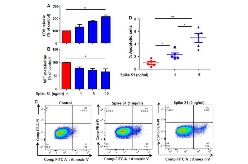 Effect of recombinant SARS-CoV-2 spike S1 on the survival of human A549 lung cancer cells. A549 cells were treated with different concentrations (1, 5, and 10 ng/mL) of recombinant spike S1 protein for 24 h under serum-free condition followed by monitoring cell death by LDH release (A) and MTT (B). FACS double staining with annexin V and propidium iodide (PI) was also performed (C). Quantitative analysis of percent apoptotic cells is presented (D). Values are presented as mean ± SD of three independent experiments. * p < 0.05; ** p < 0.01. Credit: <i>Cancers</i> (2022). DOI: 10.3390/cancers14225648 Could COVID-19 hold a cancer cure? Spike protein reduces lung tumors in lab study