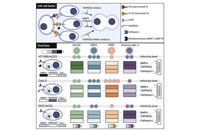 Graphical abstract. Credit: <i>iScience</i> (2022). DOI: 10.1016/j.isci.2022.105316 Researchers identify a new entryway into cells for virus causing COVID-19