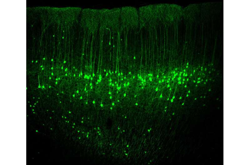 New findings on neuronal activities in the sensorimotor cortex