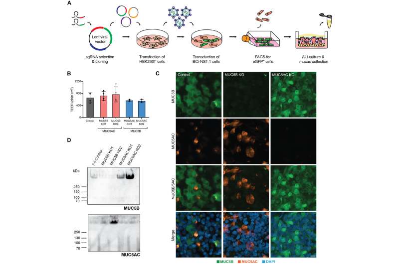 Generation and validation of MUC5B/AC-KO cultures. (A) Overview of the MUC5B/MUC5AC gene-targeting approach via lentivirus-mediated delivery of sgRNA and CRISPR-Cas9. Transduced and sorted cells were differentiated at air-liquid interface (ALI). Once fully differentiated, the mucus gel was collected by apically washing cultures. HEK293T, human embryonic kidney–293T; FACS, fluorescence-activated cell sorting; EGFP, green fluorescent protein. (B) TEER measurements in fully differentiated MUC5B/MUC5AC KO cultures. KO1 corresponds to BCi-NS1.1 cells transduced with sgRNA1, and KO2 corresponds to cells transduced with sgRNA2. (n = 4 biological replicates). No statistically significant differences between groups as assessed by one-way analysis of variance (ANOVA). (C) Immunofluorescence staining for MUC5B (green) and MUC5AC (orange) in MUC5B/AC-KO cultures. Nuclei were stained with 4′,6-diamidino-2-phenylindole (DAPI) (blue). Representative two-dimensional (2D) projections from z-stack images for each secreted mucin are shown. Cultures were washed with 10 mM dithiothreitol before fixing and staining for intracellular mucins. Scale bar, 10 μm. (D) Western blot analysis of mucus gels collected from apical washes of fully differentiated control and KO cultures. Samples were separated by electrophoresis (4 to 20% tris-glycine gel, reducing conditions) and detected by immunoblot for MUC5B and MUC5AC. Credit: <i>Science Advances</i> (2022). DOI: 10.1126/sciadv.abq5049 Researchers study the mucus clearance system in human airways