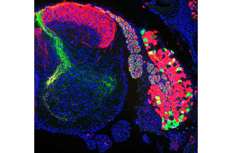 Different populations of sensory neurons cell bodies in a dorsal root ganglion (right) and their axons in the spinal cord (left): The cells in green detect proprioceptive information while the cells in red thermal and tactile information. Credit: Stephan Dietrich, Zampieri Lab, Max Delbrück Center The genes of the sixth sense