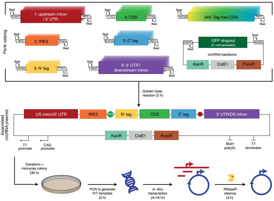 Figure 1. A modular cloning platform for circRNA can realize rapid design-build-test cycles.