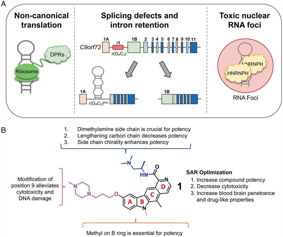 Figure 1. Hallmarks of c9ALS/FTD disease pathology caused by r(G4C2)exp and identification of a lead small molecule that alleviates disease-associated pathologies.