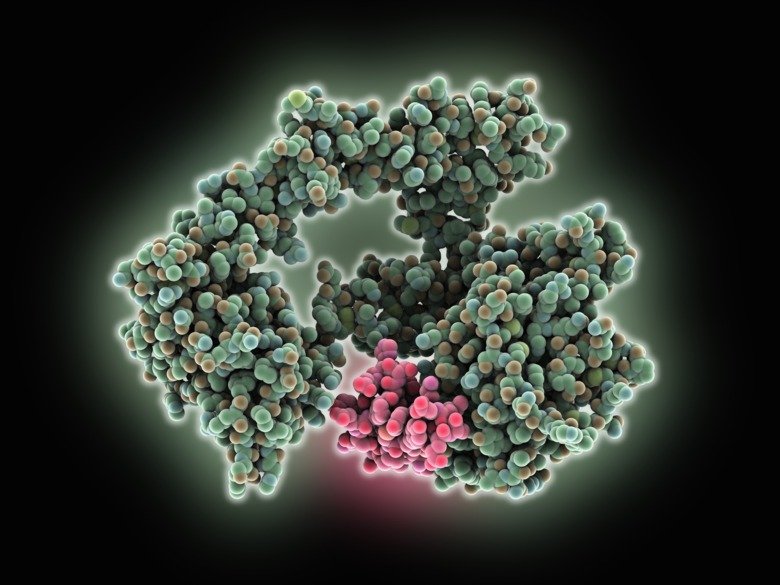 Epidermal growth factor