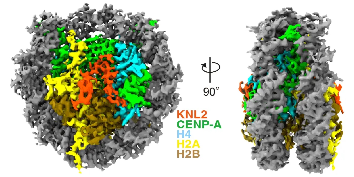 Cryo-EM-Structure-of-CENP-A-Nucleosome-Complex-With-KNL2.webp.jpg Cryo-EM-Structure-of-CENP-A-Nucleosome-Complex-With-KNL2.webp.jpg