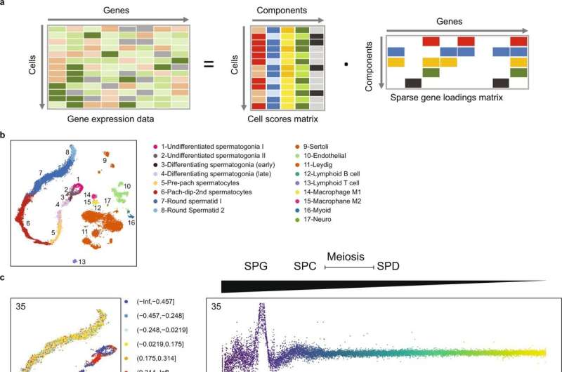 Study identifies novel genetic causes of male infertility