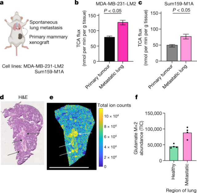 Can cancer cells really be starved to death?