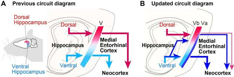 Study provides new insights into how brain forms and stores long-term memory