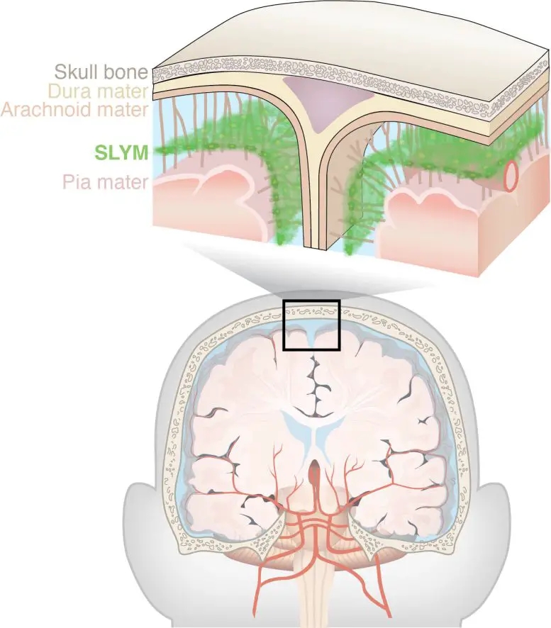 Subarachnoidal-LYmphatic-like-Membrane-777x886.webp.jpg Subarachnoidal-LYmphatic-like-Membrane-777x886.webp.jpg