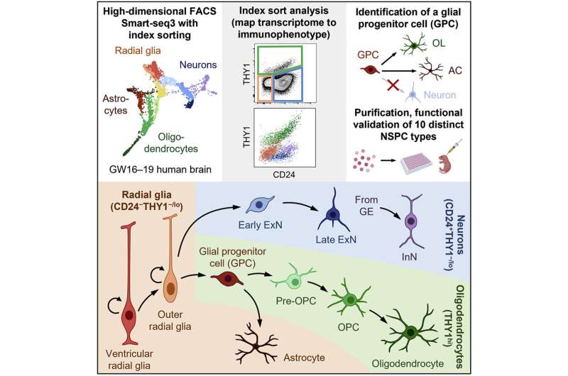 Researchers develop method to identify, sort and observe function in neural stem cells