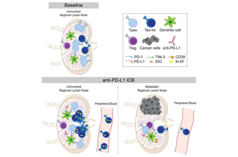 Can lymph nodes boost the success of cancer immunotherapy?