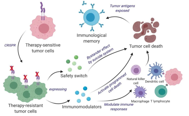 How to transform cancer cells into the cancer vaccine?