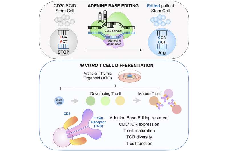 Study uses base editing to correct mutation that causes rare immune deficiency