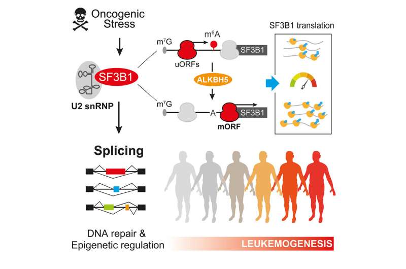 What makes blood stem cells transform? Regulation of RNA splicing may be an answer