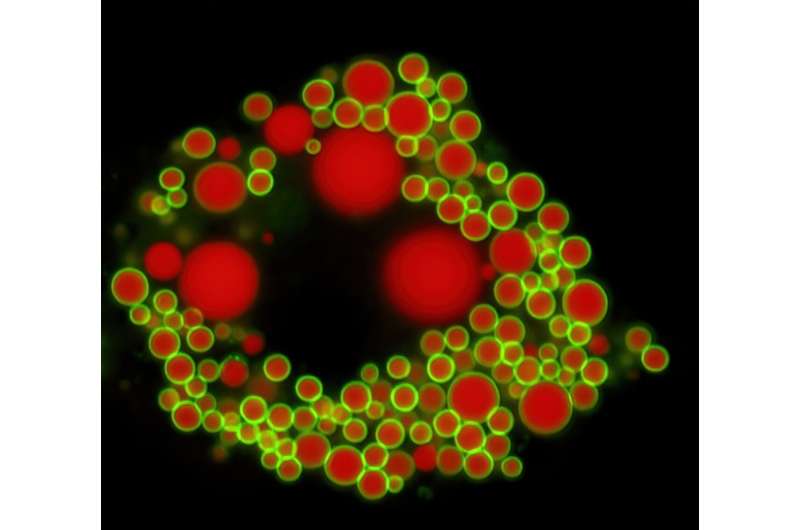 Cells refine palm fat into olive oil