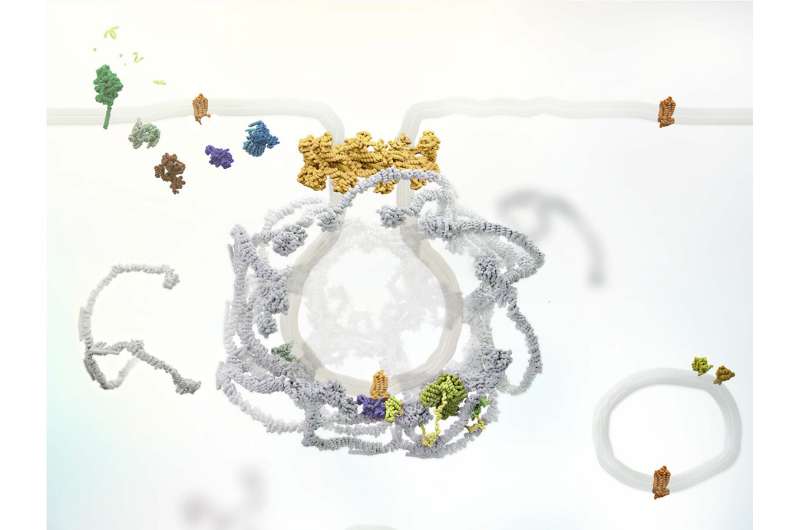 Researchers modify drug to enter cells and treat pain