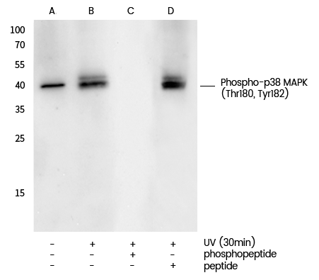 image001.png image001.png