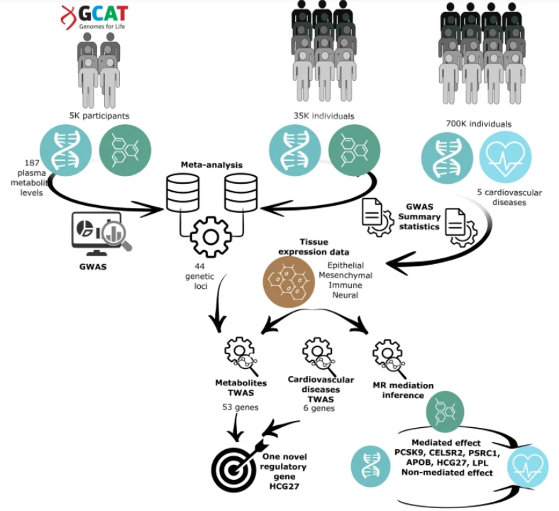 基因.png 基因.png