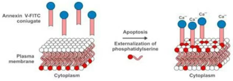 image007.png image007.png