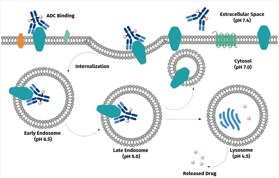 image003.png image003.png