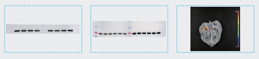 image010.png image010.png