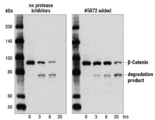 image005.png