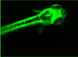 随时升级、无限应用——全球首款具备成像和Western Blot的多功能酶标仪