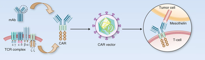 CAR-T 细胞免疫疗法原理示意图
