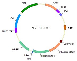 慢病毒载体示意图