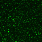 慢病毒颗粒按照不同MOI 侵染不同细胞